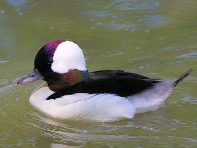 Bufflehead (WWT Slimbridge May 2014) - pic by Nigel Key